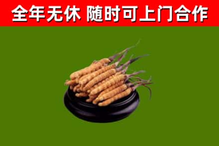 临武回收冬虫夏草